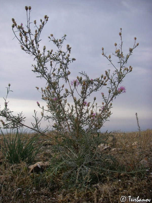 Изображение особи Centaurea &times; comperiana.