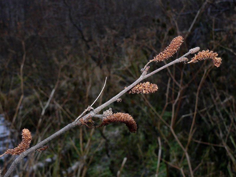 Изображение особи Betula callosa.