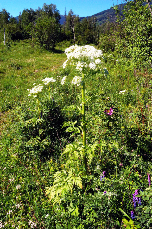 Image of Pleurospermum uralense specimen.