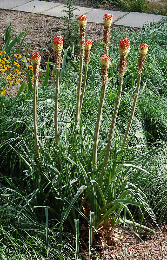 Изображение особи Kniphofia uvaria.