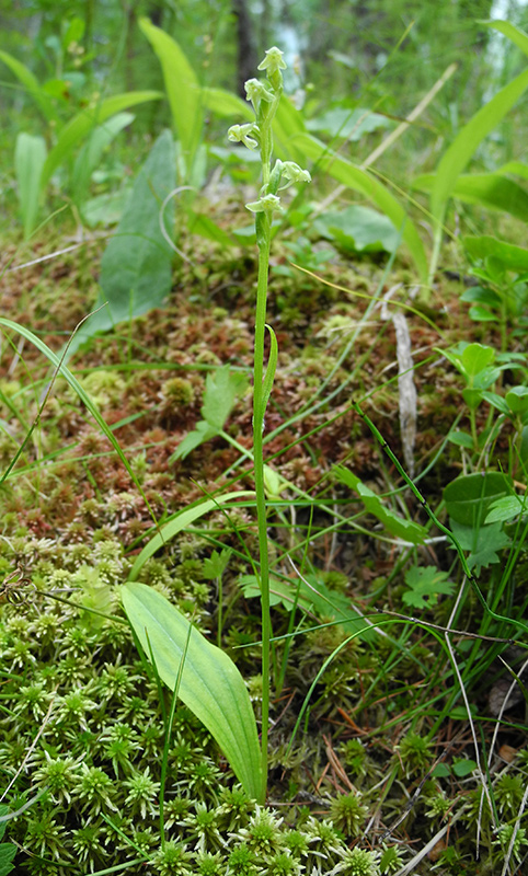 Изображение особи Platanthera oligantha.