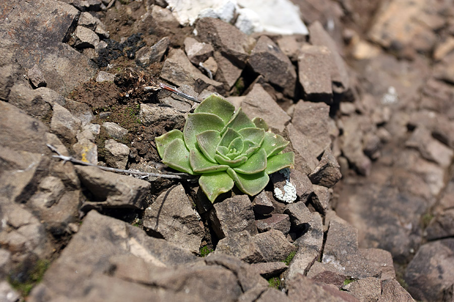 Image of Rosularia glabra specimen.