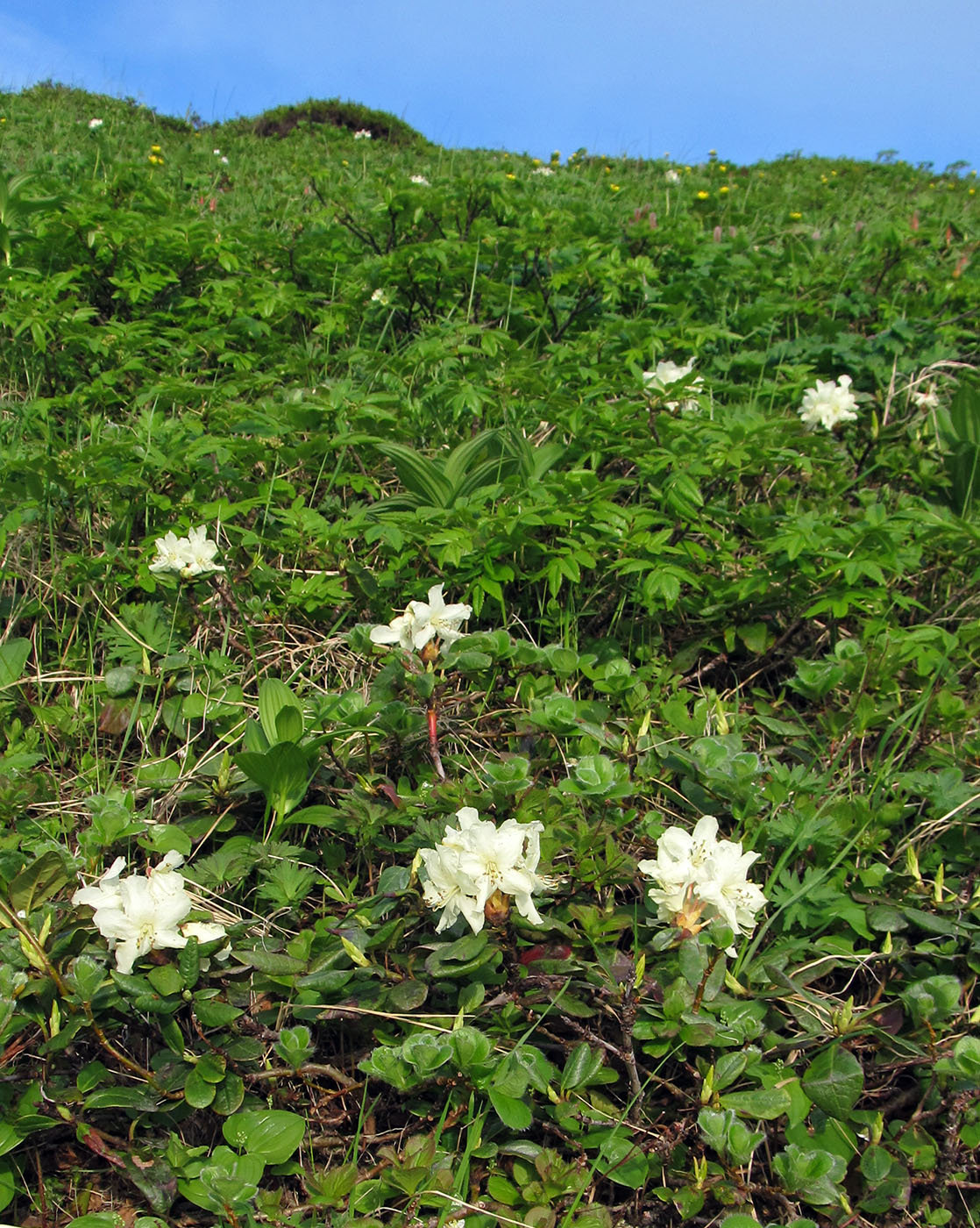 Image of Rhododendron aureum specimen.