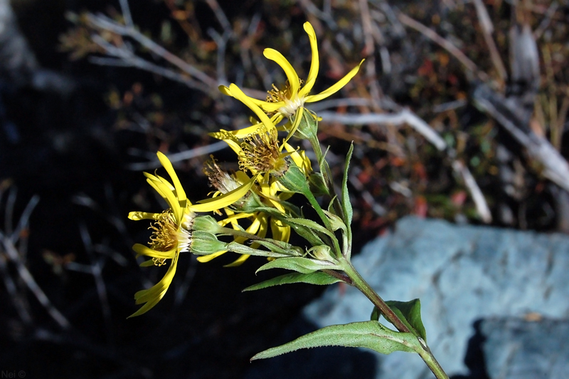 Image of Senecio nemorensis specimen.