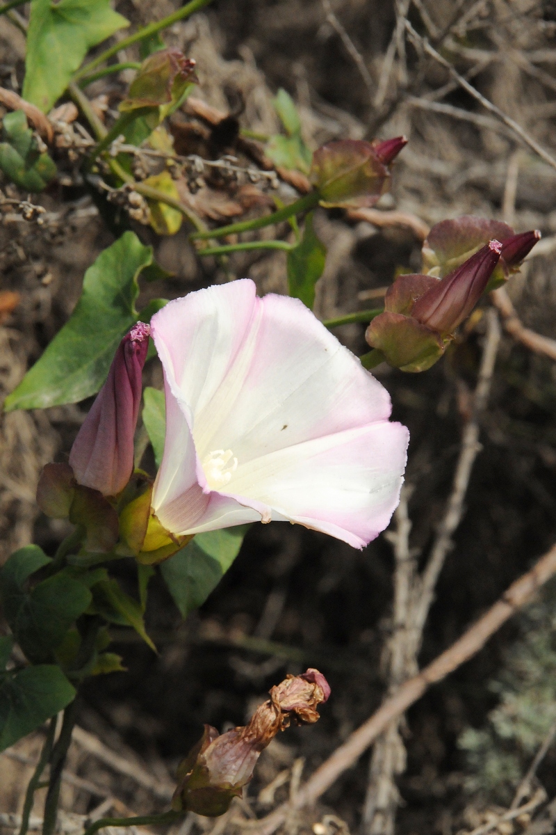 Изображение особи Calystegia macrostegia.