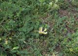 Astragalus resupinatus