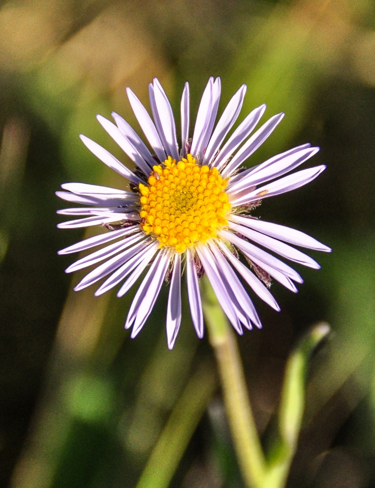 Изображение особи Aster alpinus.