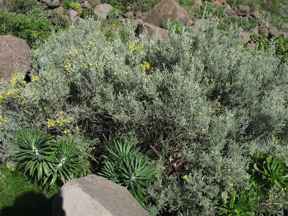 Image of Genista microphylla specimen.