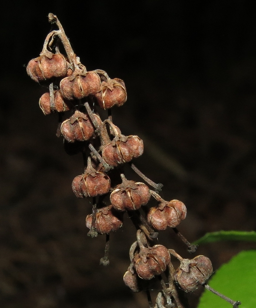 Image of Orthilia secunda specimen.