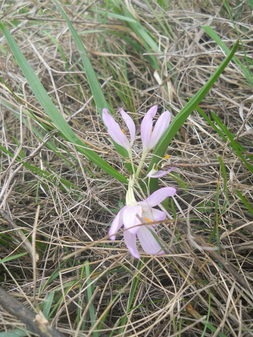 Изображение особи Bulbocodium versicolor.