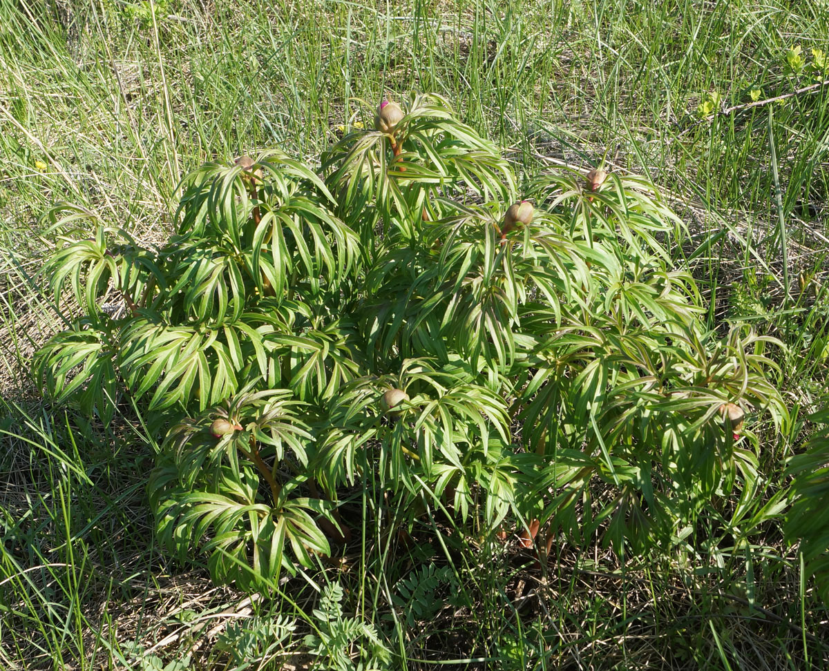 Image of Paeonia hybrida specimen.