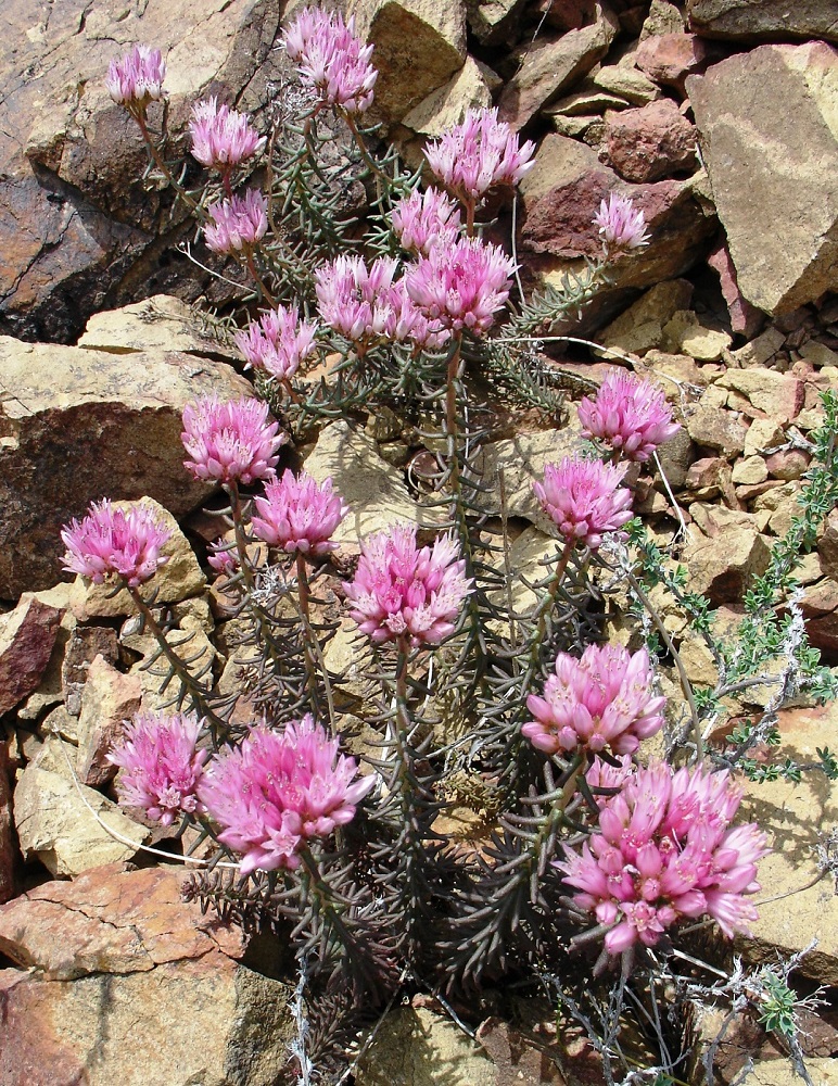 Image of Pseudosedum lievenii specimen.