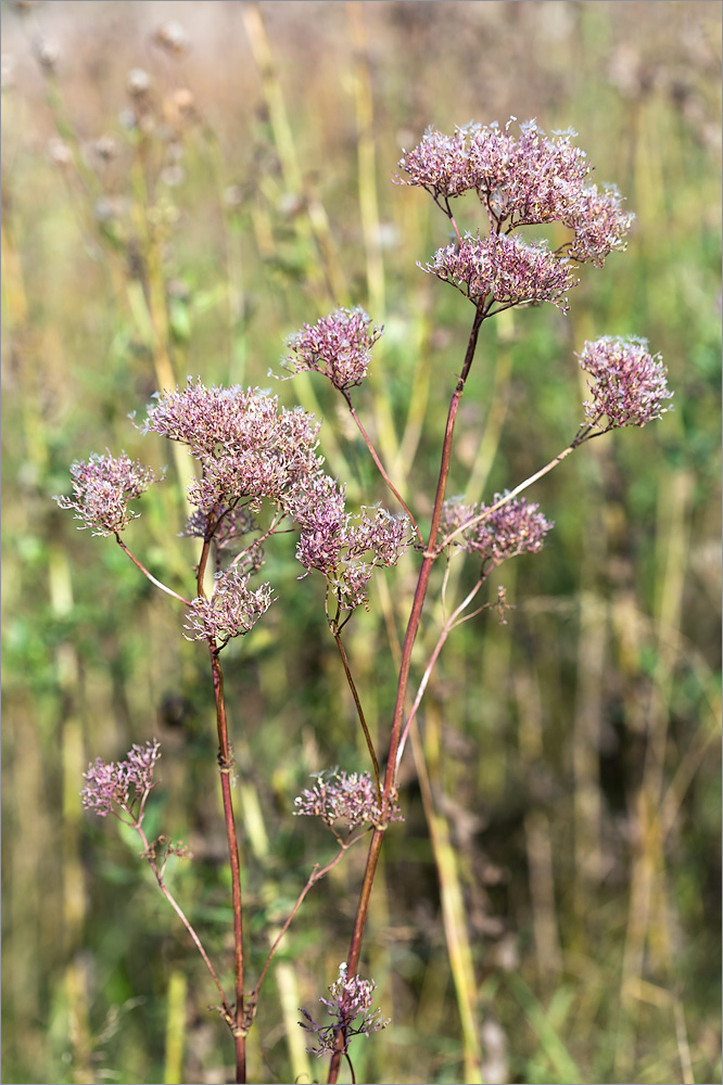 Image of Valeriana officinalis specimen.