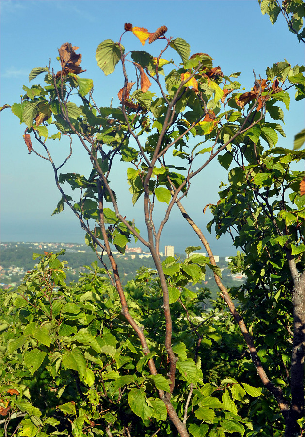 Изображение особи Sorbus alnifolia.