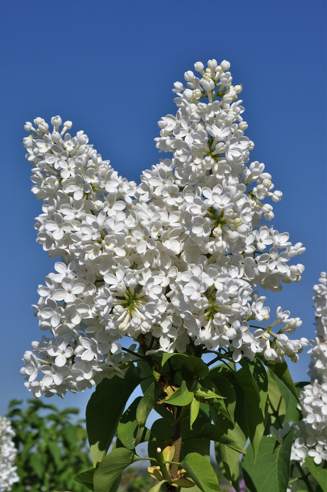 Изображение особи Syringa vulgaris.