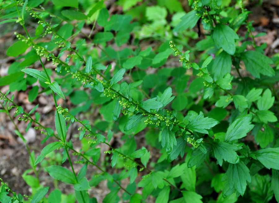 Изображение особи Artemisia keiskeana.