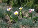 Tulipa подвид bakeri