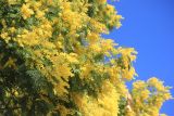 Acacia dealbata. Верхушки ветвей с соцветиями. Абхазия, г. Сухум, Сухумская гора, в культуре. 7 марта 2016 г.
