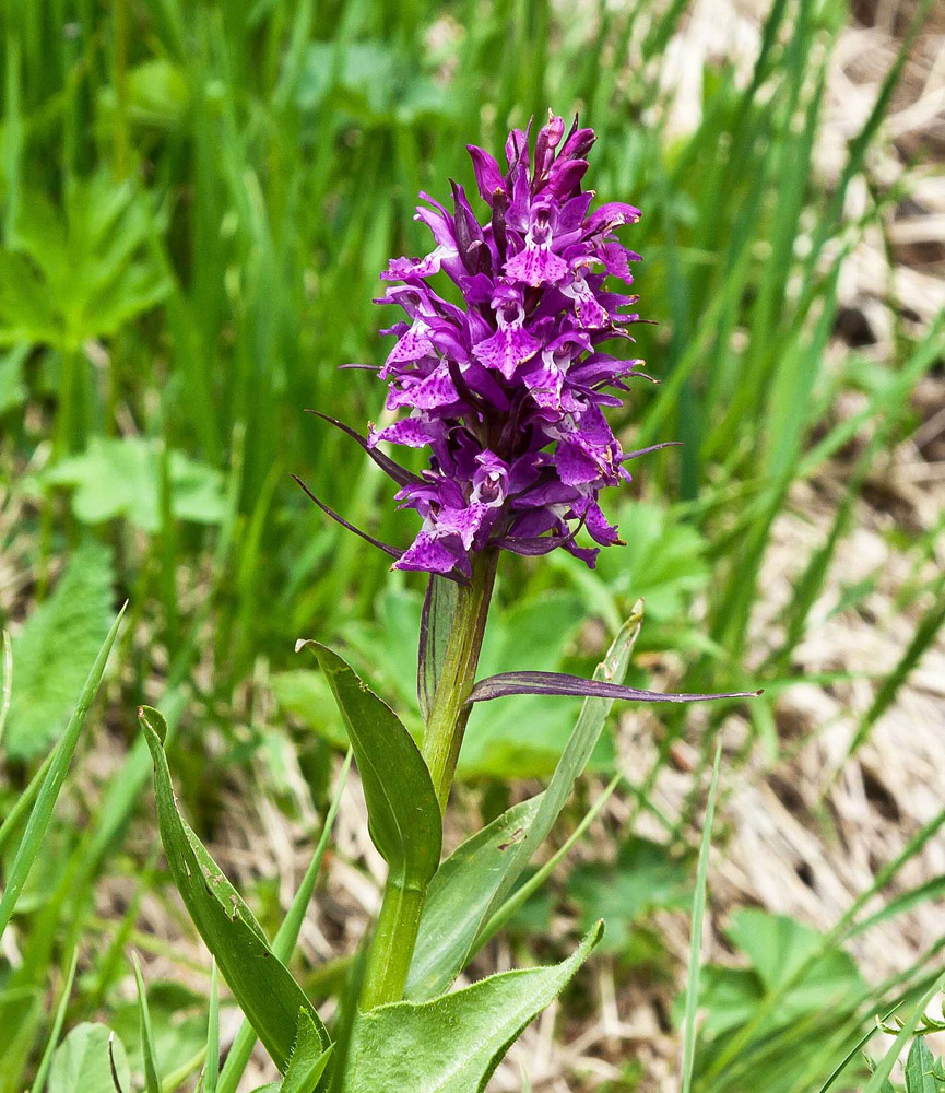 Image of Dactylorhiza euxina specimen.