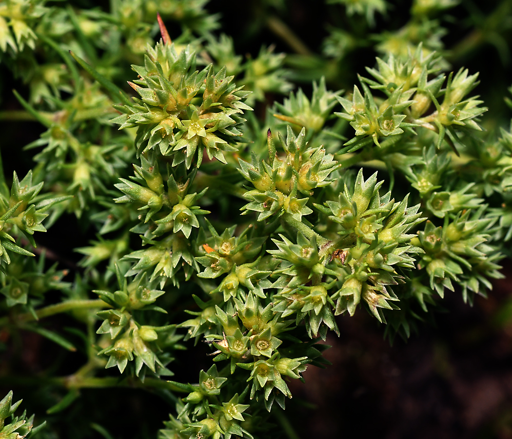 Изображение особи Scleranthus annuus.