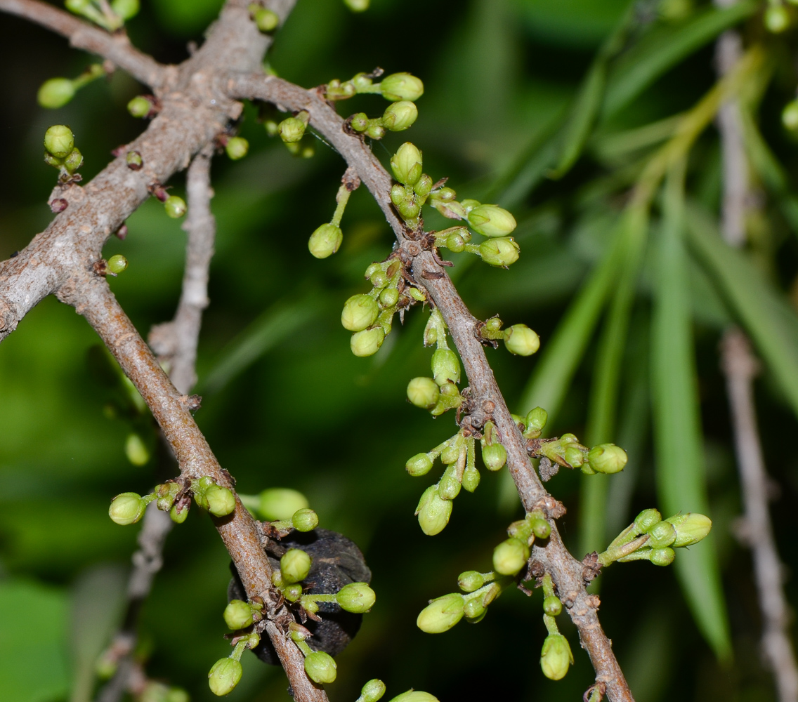 Image of Pittosporum phillyraeoides specimen.