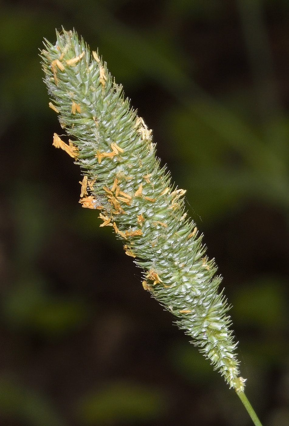 Image of Phleum pratense specimen.