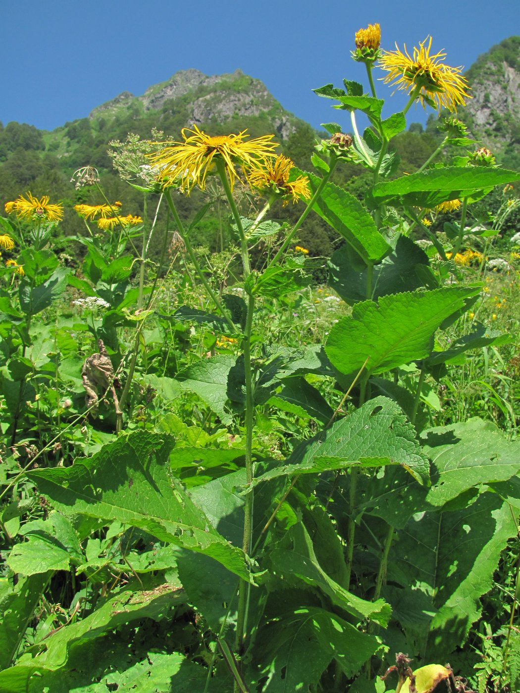 Изображение особи Inula magnifica.