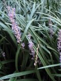 Liriope muscari