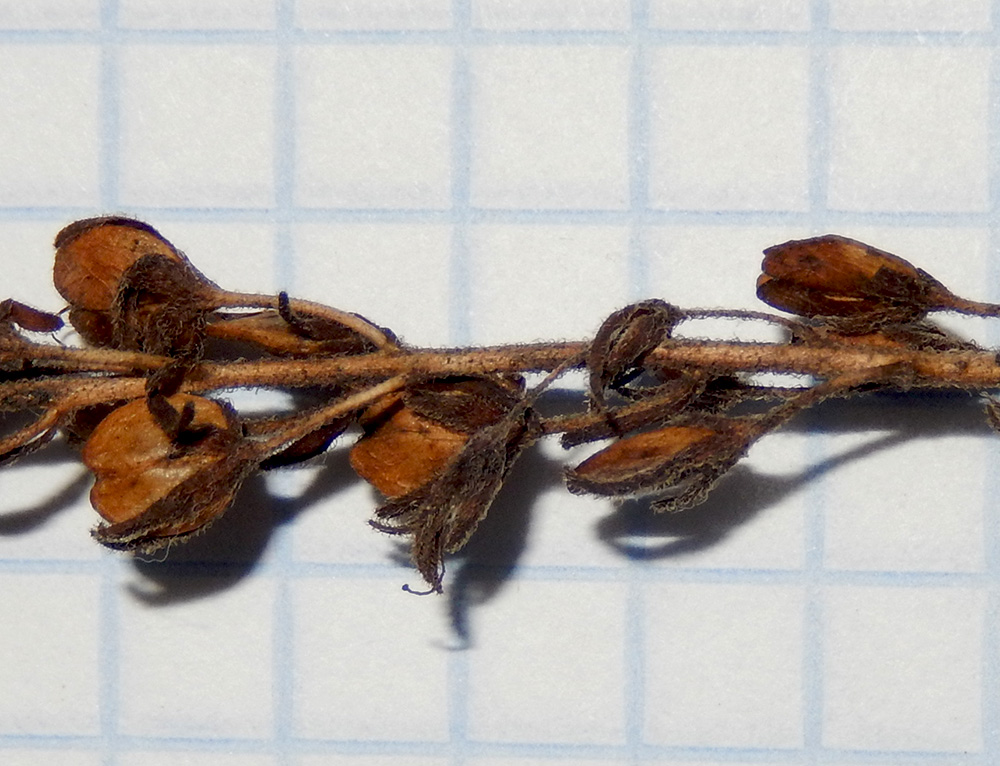 Image of Veronica jacquinii specimen.