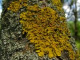 Xanthoria parietina. Слоевище с апотециями на коре ивы. Беларусь, Гродненская обл., Новогрудский р-н, дер. Романюки, сырой ивняк. 19.05.2016.