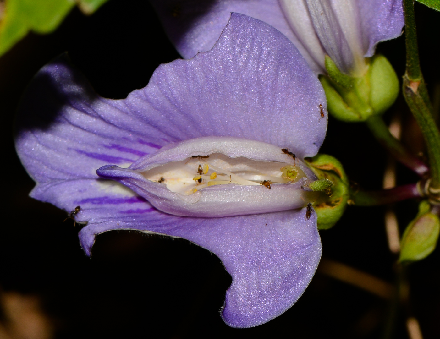 Image of Clitoria macrophylla specimen.