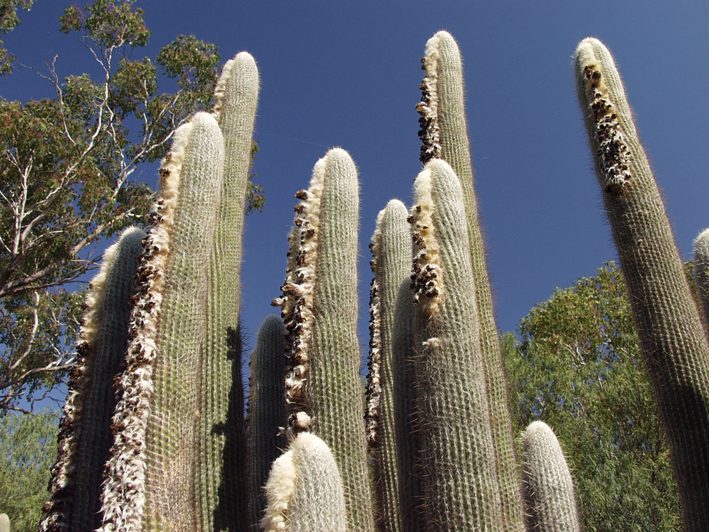 Image of Espostoa lanata specimen.