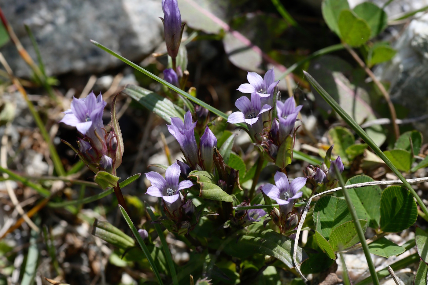 Image of Gentianella turkestanorum specimen.