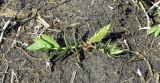 Смотреть изображение Sium latifolium