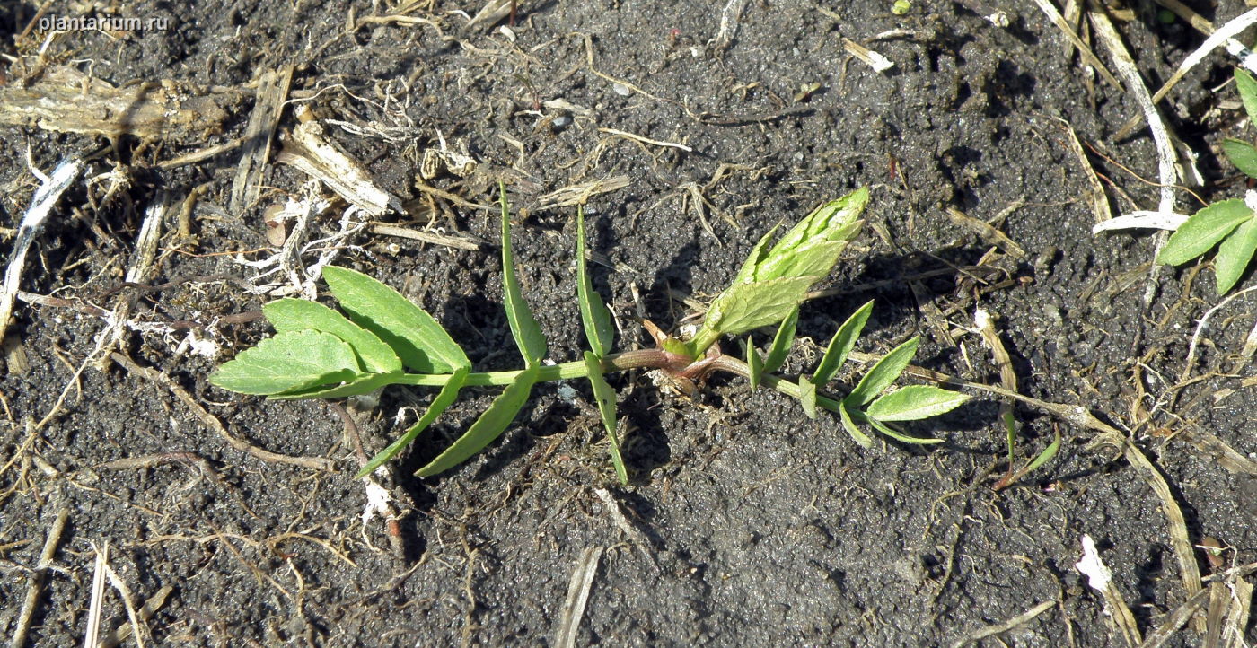 Изображение особи Sium latifolium.