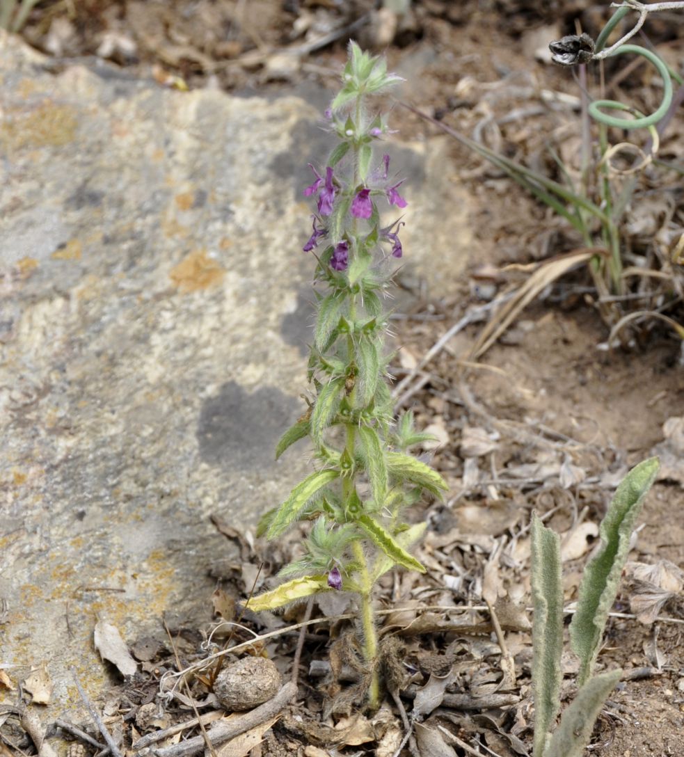 Image of Sideritis romana ssp. purpurea specimen.