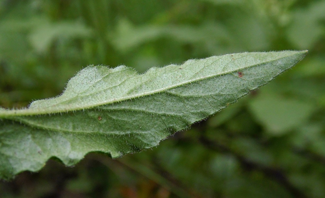 Image of Campanula praealta specimen.