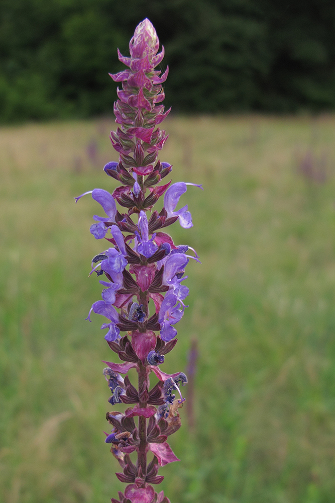 Image of Salvia tesquicola specimen.