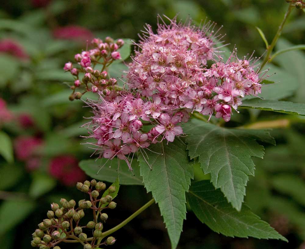 Image of Spiraea japonica specimen.