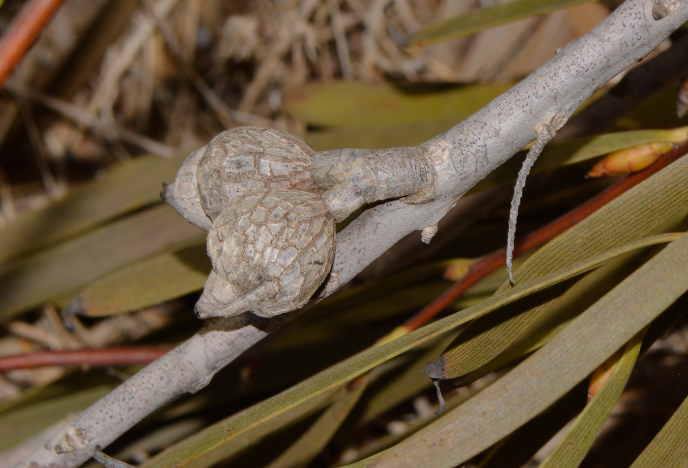 Image of Hakea multilineata specimen.