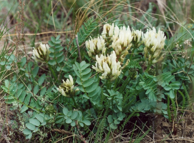 Image of Astragalus physocarpus specimen.