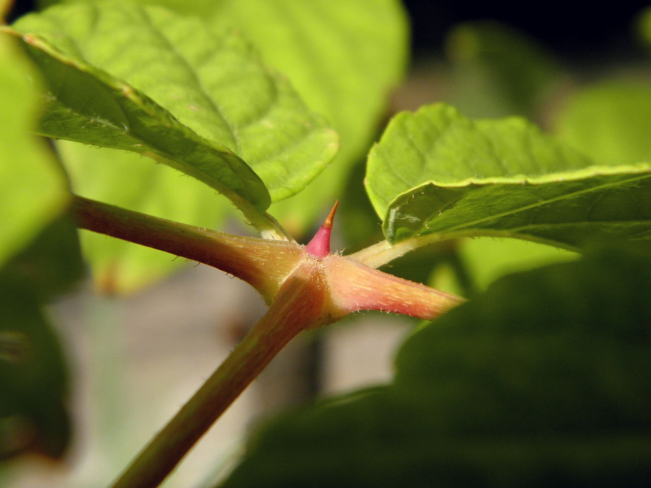 Image of Aralia elata specimen.