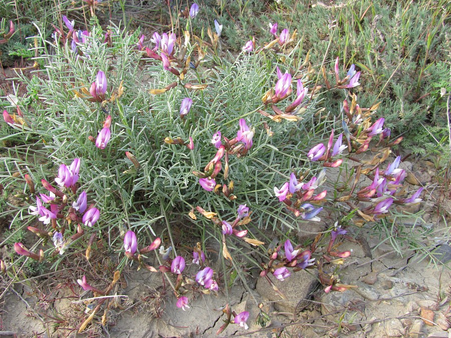 Image of Astragalus subuliformis specimen.