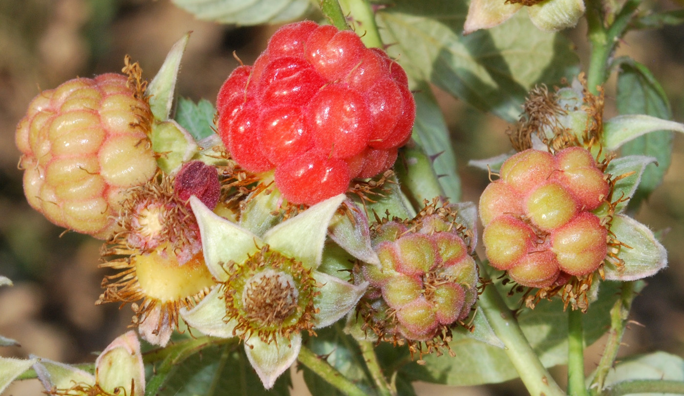 Image of Rubus idaeus specimen.