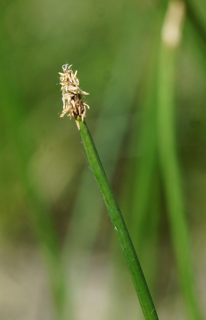 Image of Eleocharis palustris specimen.