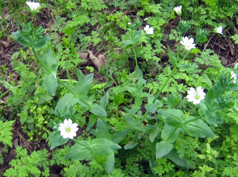 Image of Cerastium davuricum specimen.