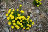 Ranunculus altaicus. Цветущие растения. Казахстан, Рудный Алтай, Черный узел.