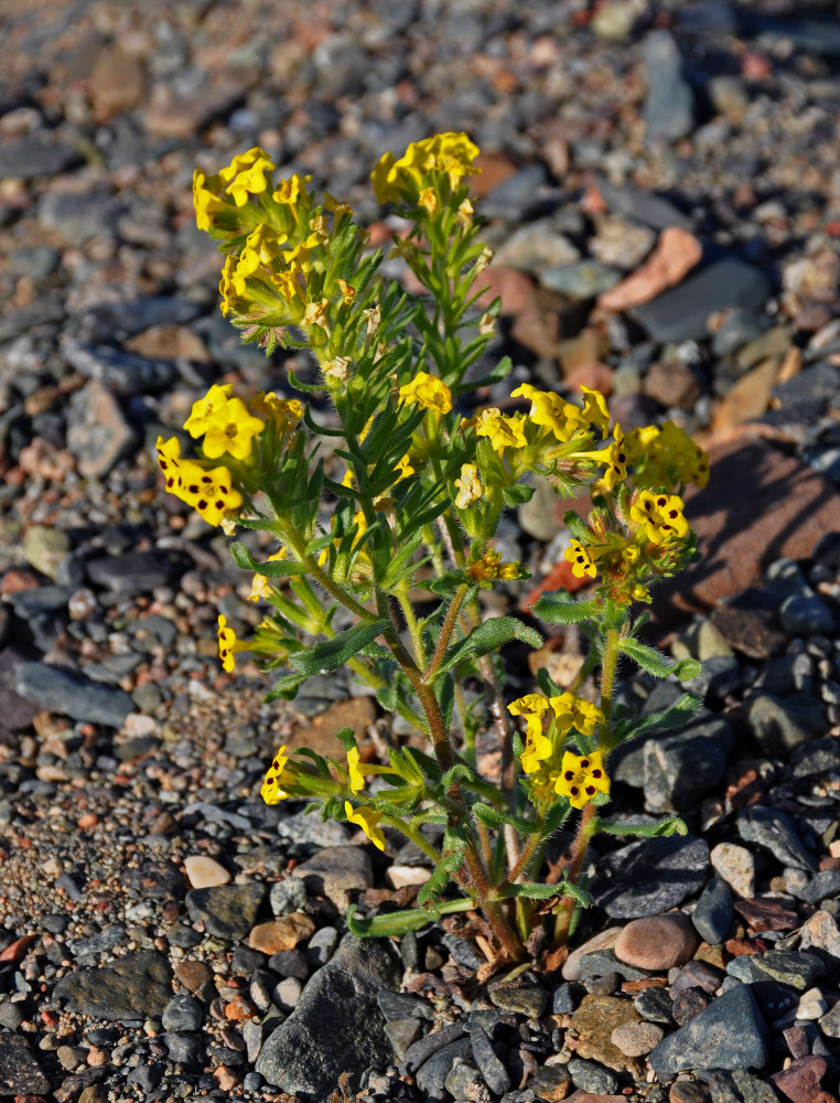 Image of Arnebia guttata specimen.