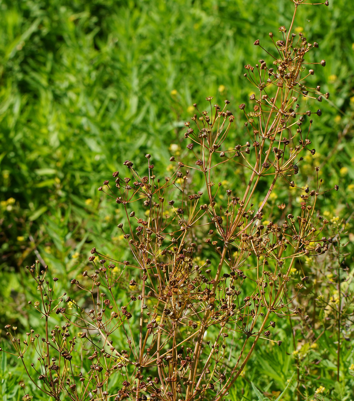 Image of Alisma plantago-aquatica specimen.