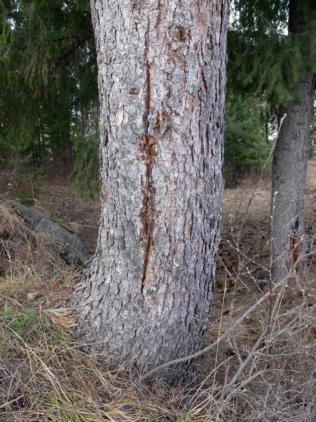 Изображение особи Picea obovata.